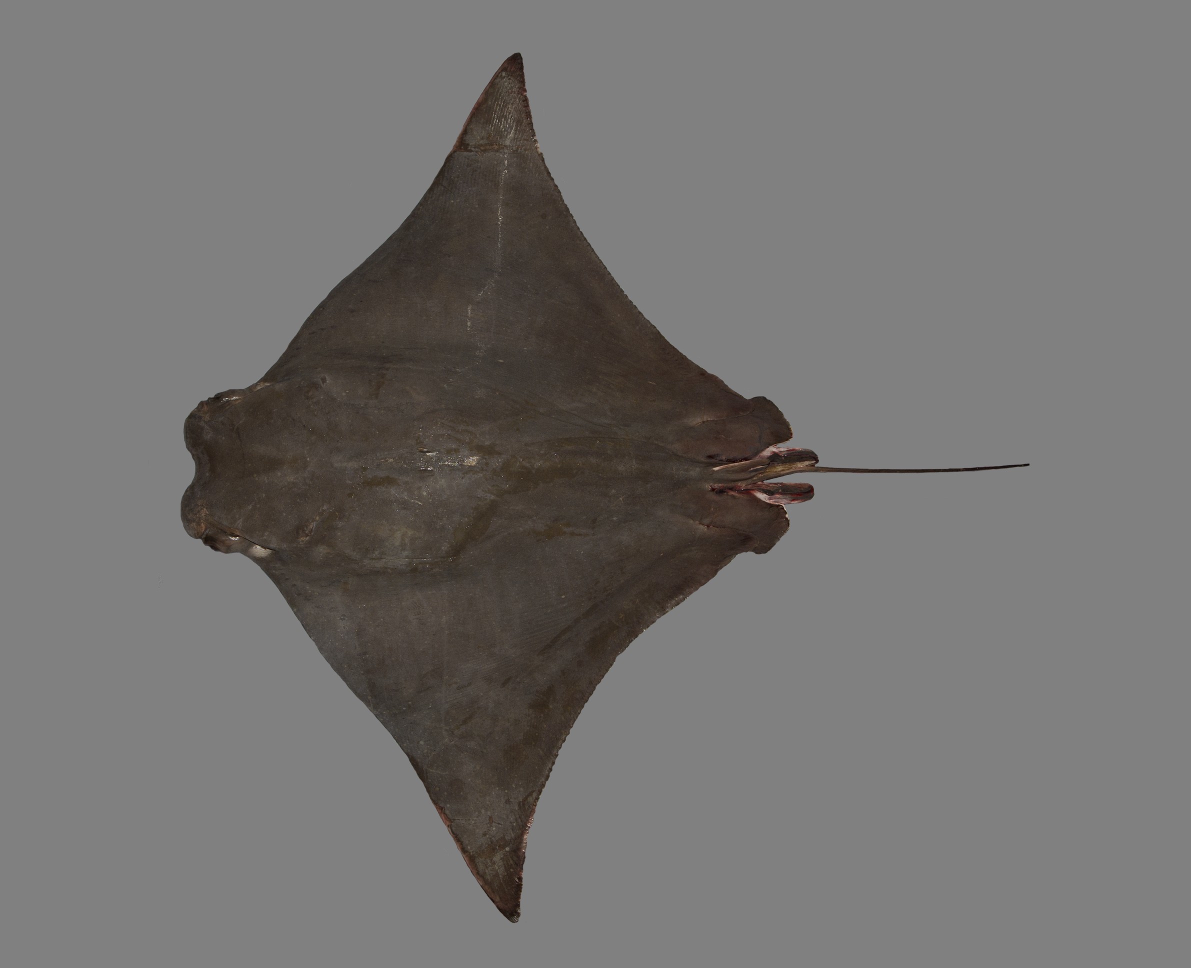 Rhinoptera jayakari, male, 74 TL, Saudi Arabia: Jizan; S.V. Bogorodsky